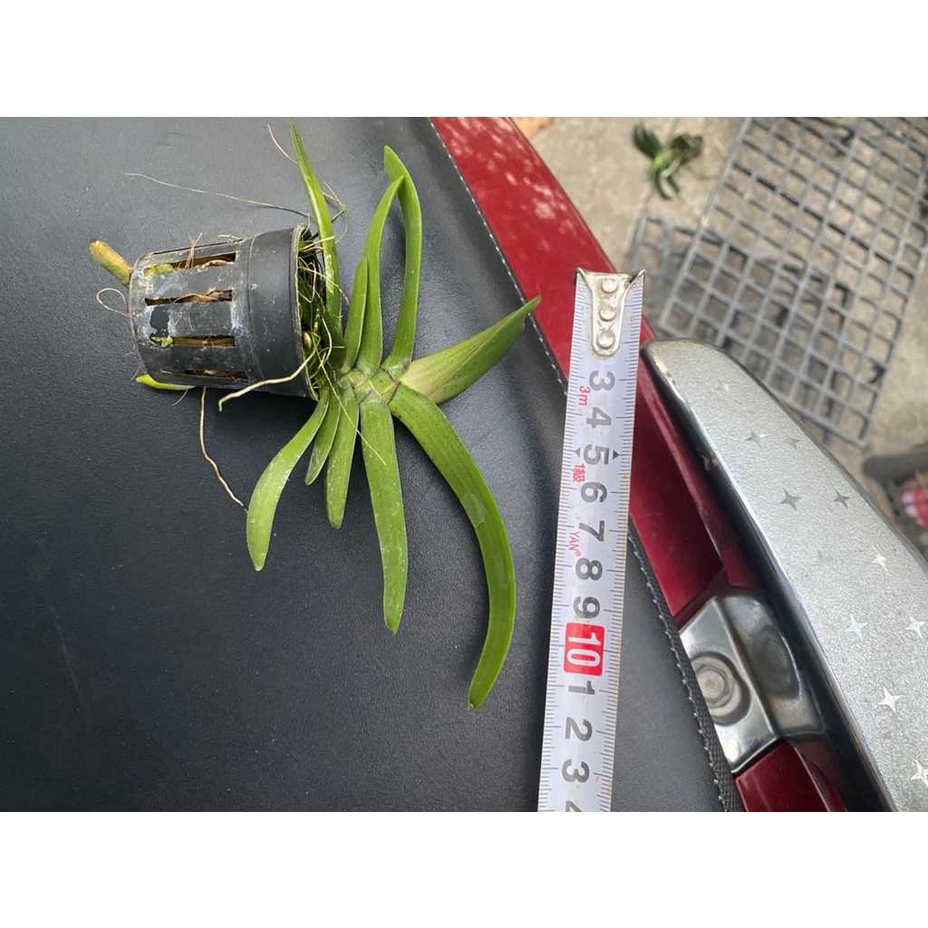 [Chính hãng] ngọc điểm(đai trâu, nghinh xuân) màu vàng lưỡi đỏ độc lạ hàng cây giống 9 tháng tuổi