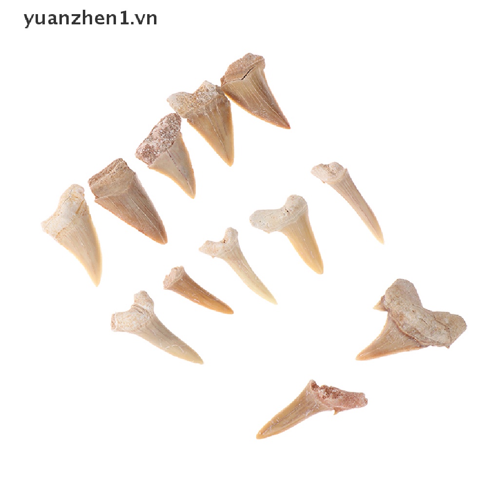 Mặt Dây Chuyền Hình Răng Cá Mập Bằng Khoáng Chất Tự Nhiên