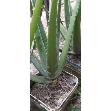 combo 2 Cây giống nha đam mỹ bẹ to