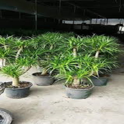 CÂY PHÁT TÀI NÚI - CÂY PHONG THỦY MANG LẠI THỊNH VƯỢNG, TÀI LỘC, CÔNG DANH , KHÔNG GIAN ĐẸP CHO GIA CHỦ