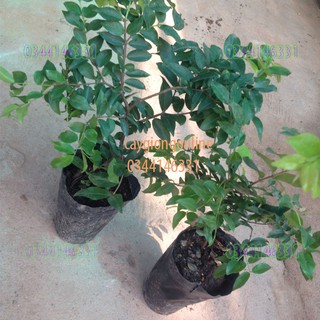 Cây nho thân gỗ bé
