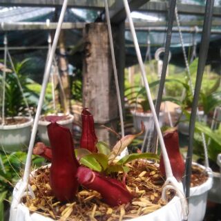 nắp ấm mini siêu dễ thương