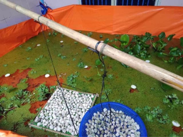 Bể bạt nuôi ốc ếch cá - loại 8m² ( 4x2x1 ) loại 1