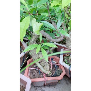 Lộc Vừng Bonsai