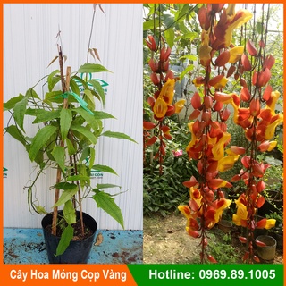 (Ảnh thật) Combo 2 cây giống Móng cọp vàng, chuỗi hoa dài đẹp cây trồng cảnh quan đô thị, sân vườn
