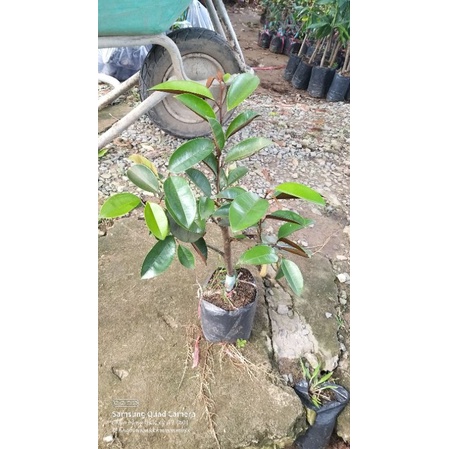 CÂY GIỐNG VÚ SỮA BƠ HỒNG