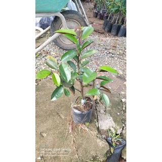 CÂY GIỐNG VÚ SỮA BƠ HỒNG