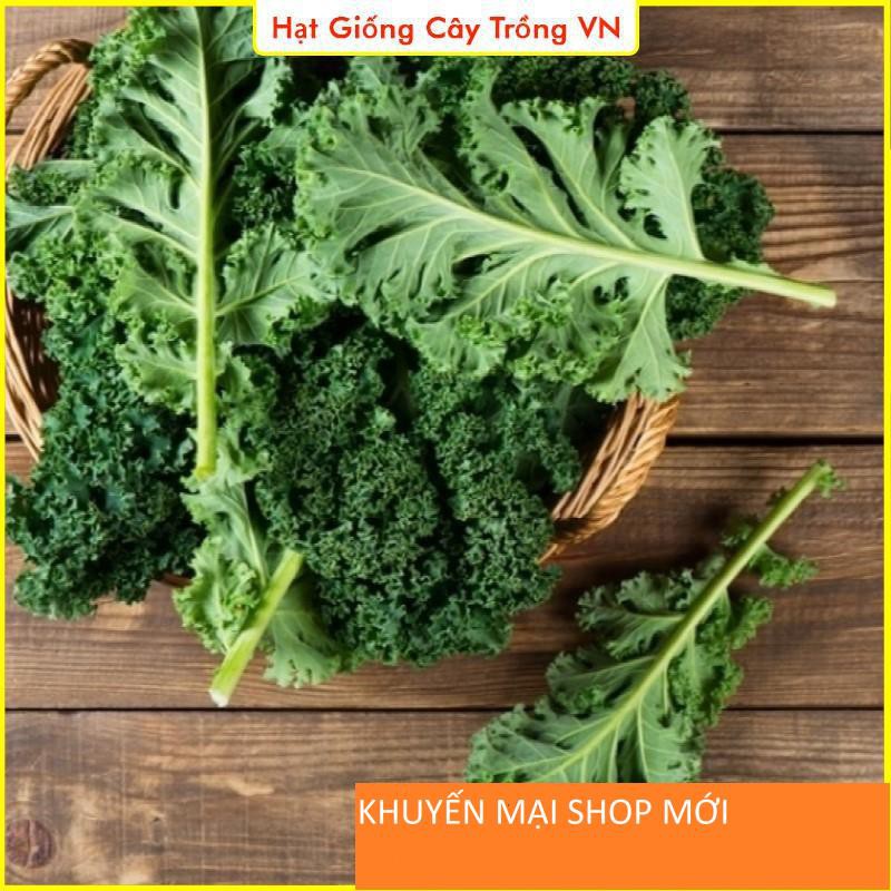 Hạt giống Cải Xoăn Kale Năng Suất Cao, Trồng Quanh Năm, Sinh Trưởng Mạnh - Gói 5 Gram khuyến mại shop mới