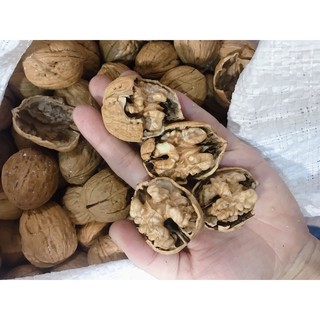 NHÂN ÓC CHÓ MỸ SỐNG - 500gr
