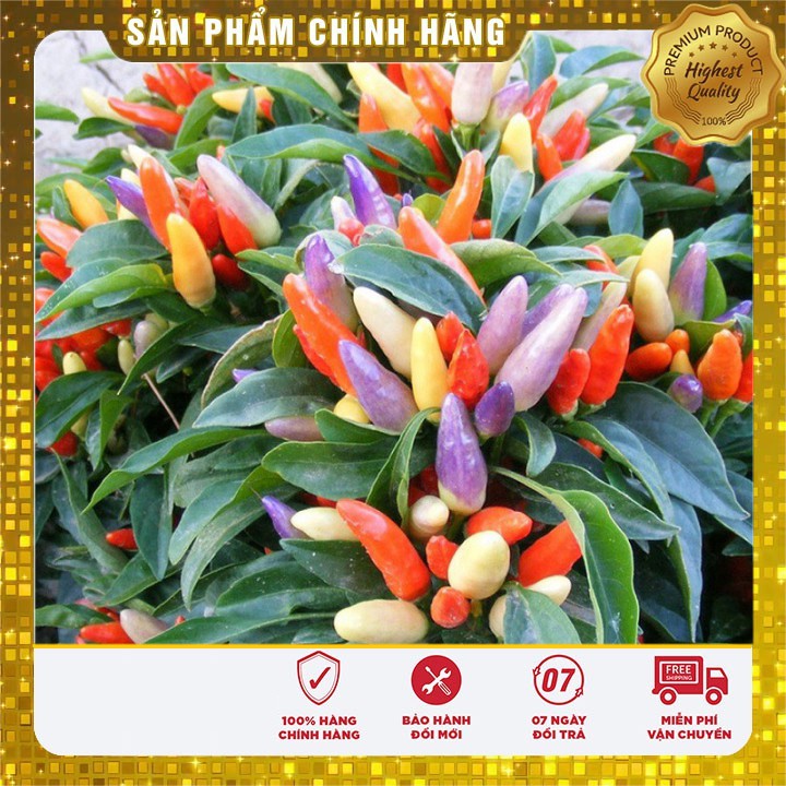 Hạt Giống Ớt Ngũ Sắc 30 Hạt [Bán Sỉ]