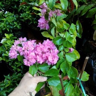 Chậu hoa giấy hoa kép