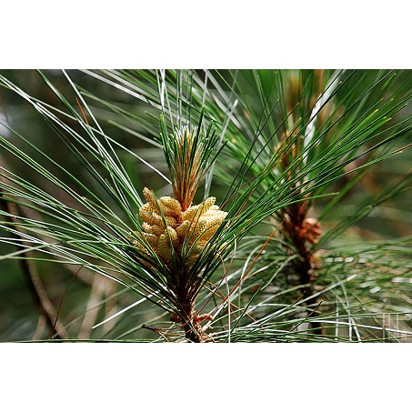 Hạt giống cây giống thông caribe - 1 gói 5 hạt