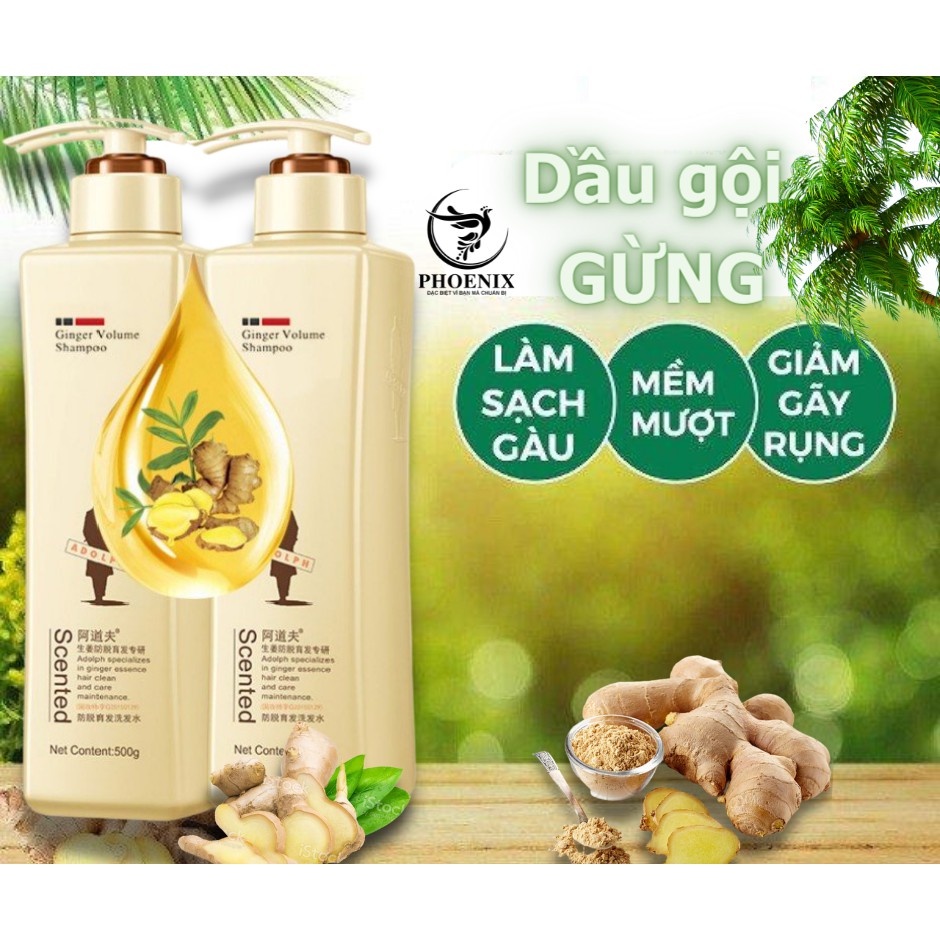 Cặp Dầu Gội Xả Cao Cấp Gừng ADOLPH Chăm Sóc Ngăn Ngừa Rụng Tóc, Giúp Mọc Tóc _ PHOENIX (Hàng Có Sẵn)