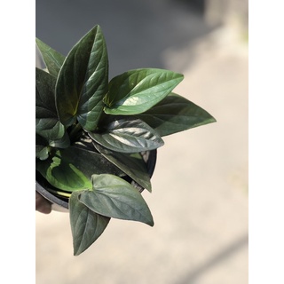 Trầu Bà Tím