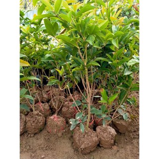 CÂY GIỐNG MỘC HƯƠNG