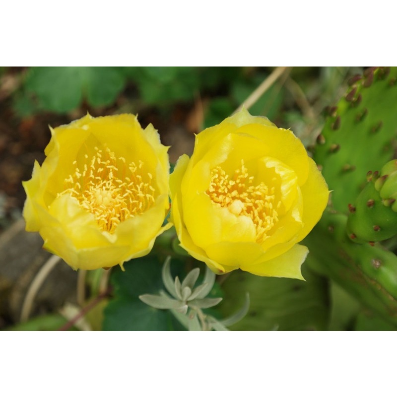 Xương rồng Nopal yellow