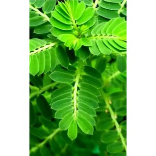 Diệp hạ châu(  cây chó đẻ răng cưa)