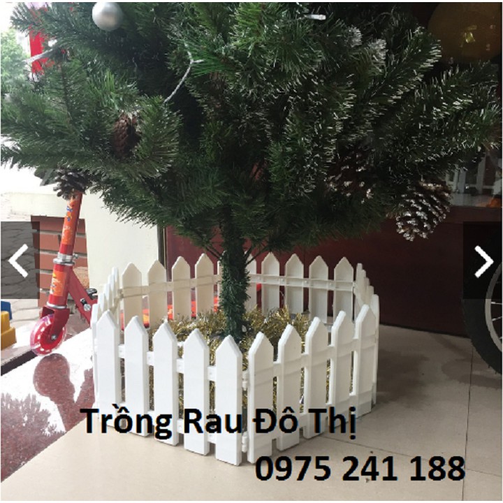 Hàng rào cây thông noel rẻ vô địch