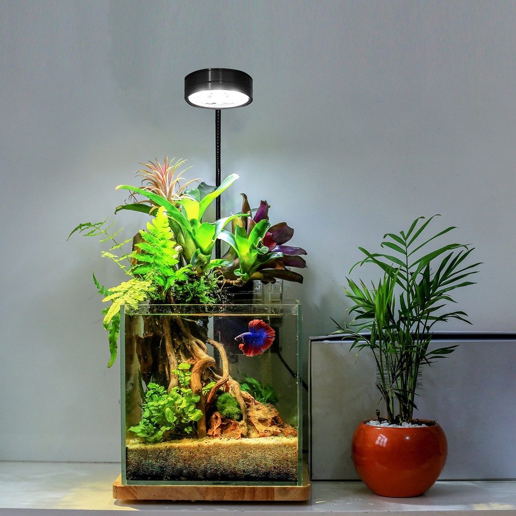 Đèn Led Kèm Đế Gỗ Chuyên Dụng cho Hồ Cá, Bể Thủy Sinh Tiểu Cảnh Nhỏ, Hồ Cá Mini, Hồ Cá Tròn ...