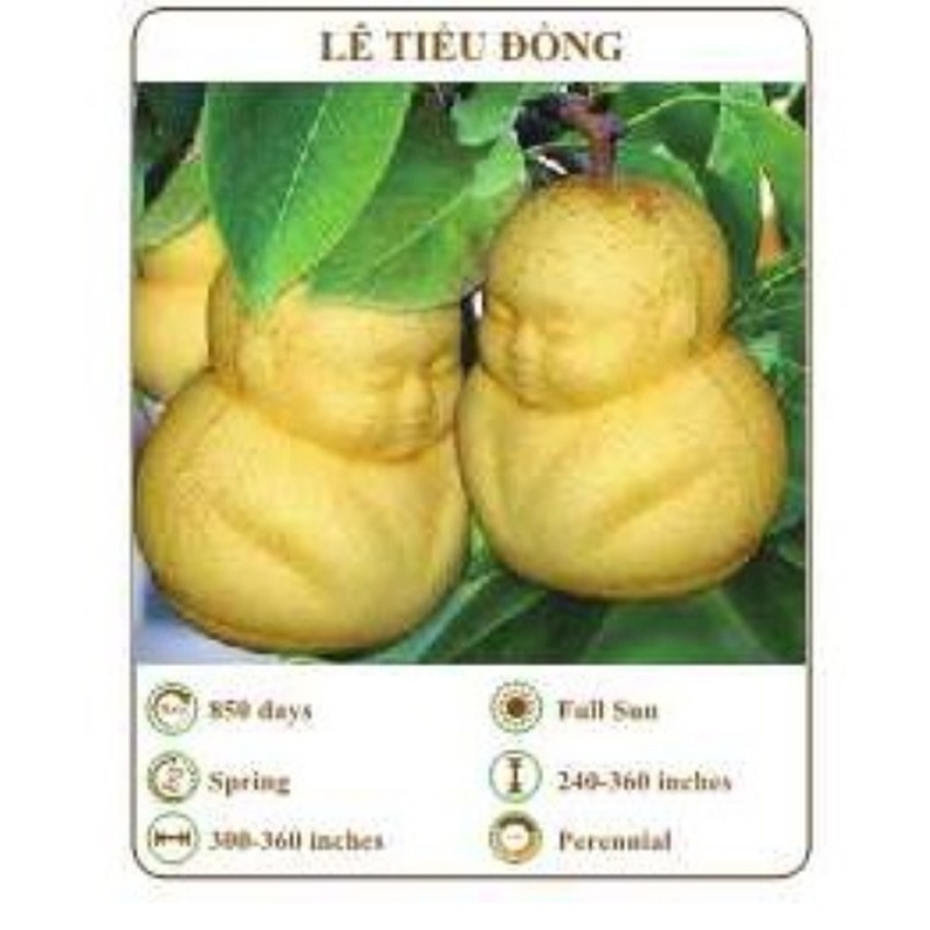 Hạt giống lê tiểu đồng