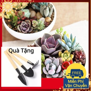 Hạt Giống Sen Đá Mix Tặng Bộ Dụng Cụ Mini Trồng Cây Tặng Bộ Dụng Cụ Mini Trồng Cây