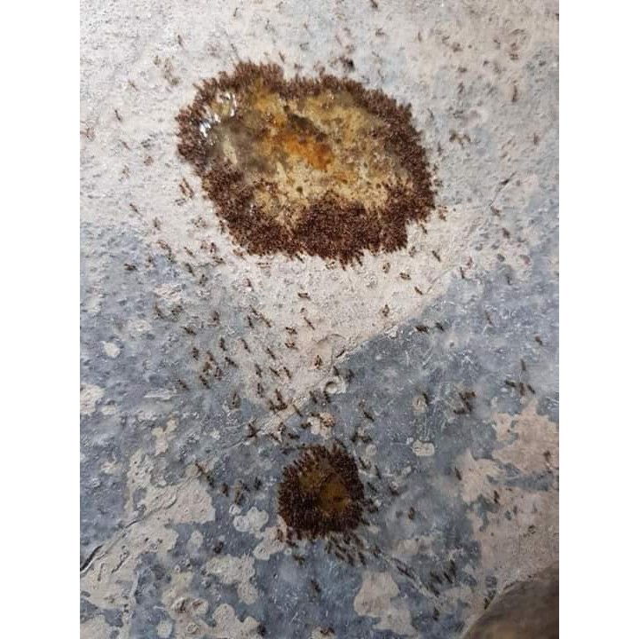 Thuốc diệt kiến gián