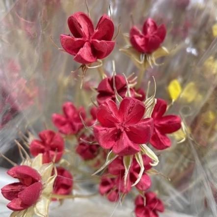 Hoa Khô Handmade Từ Quả Bằng Lăng Thân Cứng Siêu Xinh
