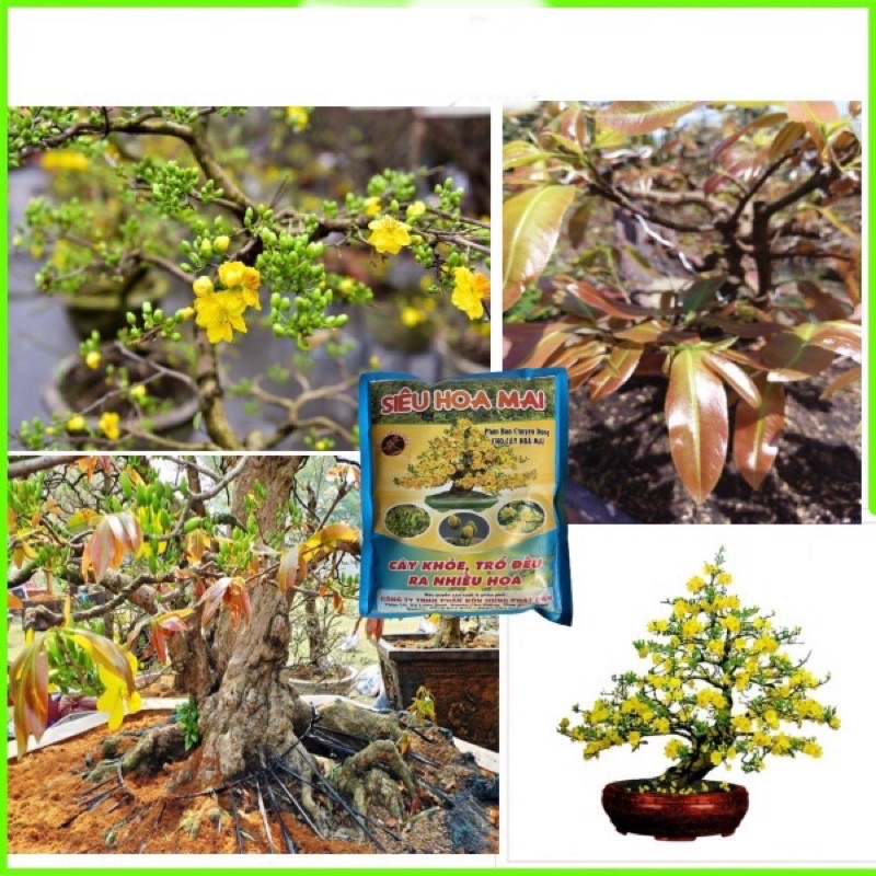 [FreeShip] Phân Bón Chuyên Hoa Mai - Cây Khỏe, Trổ Điều, Nhiều Hoa - Gói 700 Gram