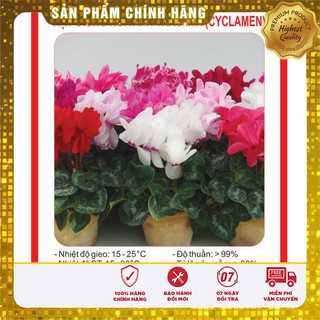 Hạt giống Hoa Anh Thảo Mix 5 Hạt