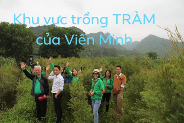 Tinh dầu tràm đặc biệt Viên Minh bỏ túi 5 ml-cực kỳ tiện lợi