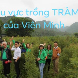 Tinh dầu tràm đặc biệt Viên Minh 50 ml (HÀNG CHUẨN)