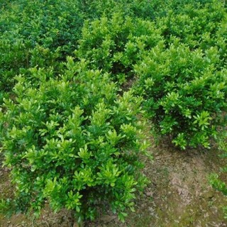 cây giống HOA NGÂU