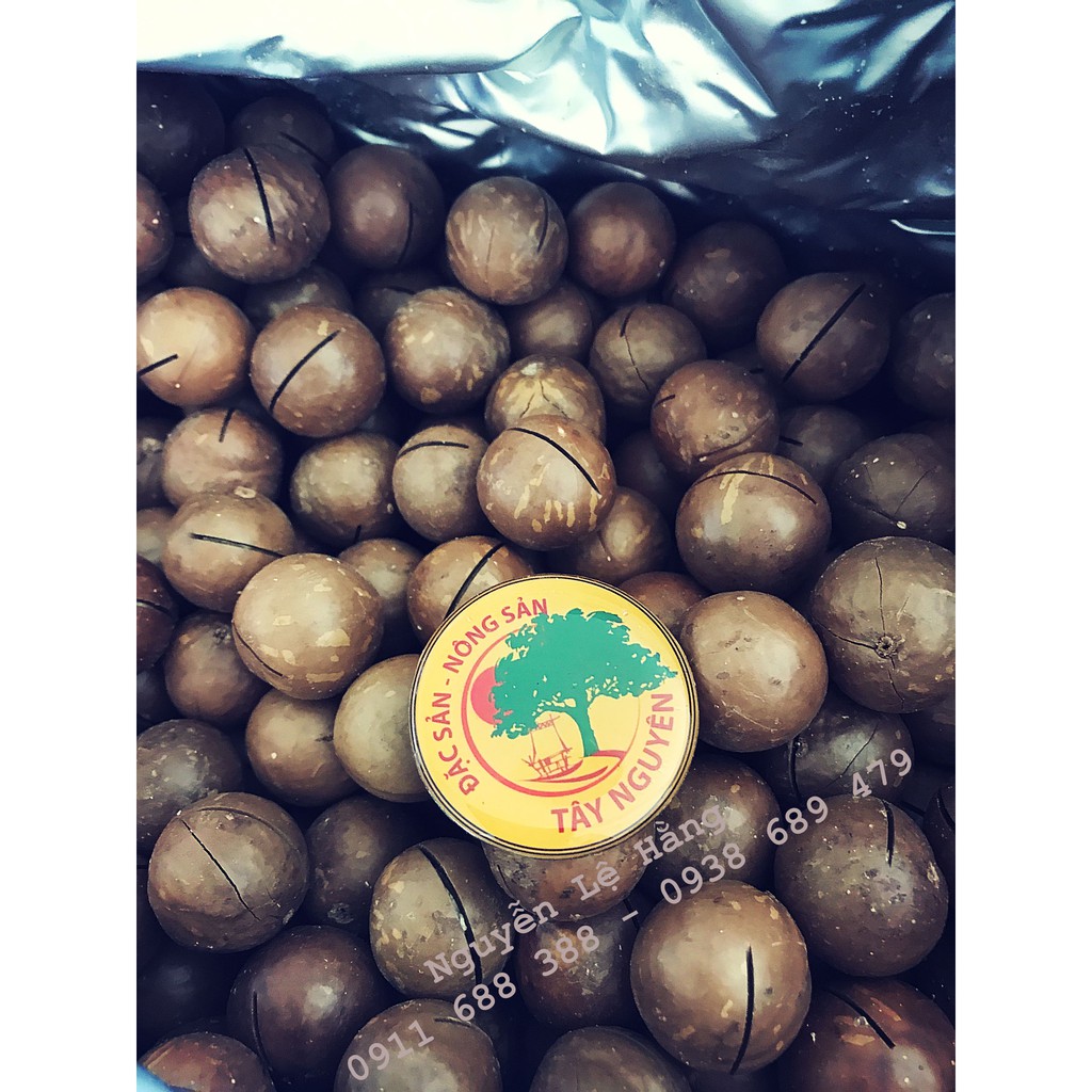 Macca Maccadamia Kernel (nguyên vỏ)