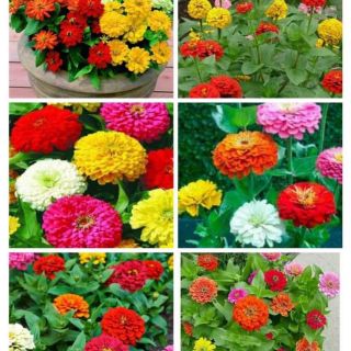 Cúc lá nhám 200 hạt mix màu
