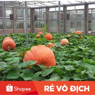 5 hạt bí ngô siêu khổng lồ🍊🍊🍊 ĐỘC LẠ 🍊🍊🍊