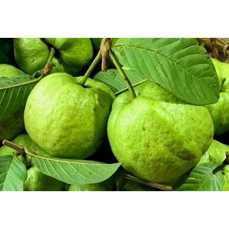 Ổi Giống Nữ Hoàng (5 thánh cho trái)