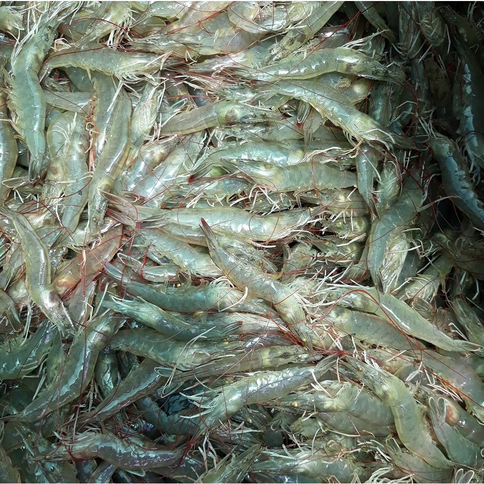 Tôm Thẻ  AstaShrimp