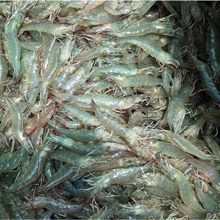 Tôm Thẻ  AstaShrimp