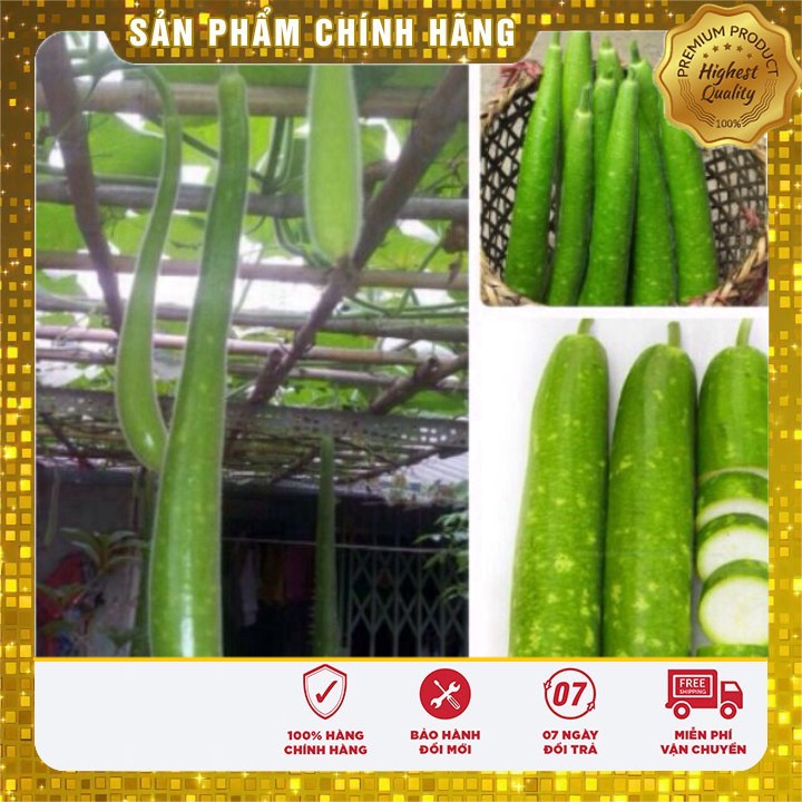 Hạt Giống Bầu Sao Trái Dài(10 hạt)