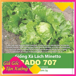 Hạt giống xà lách búp minetto chịu nhiệt năng suất, giòn, ngọt 2gr