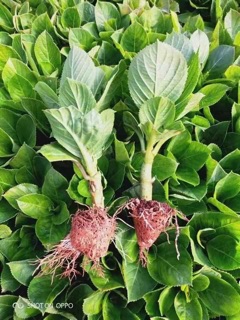 Hoa cẩm tú cầu