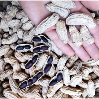 Hạt Giống Lạc Đen ( Đậu Phộng Đen ) - Gói 15gram KNS2106