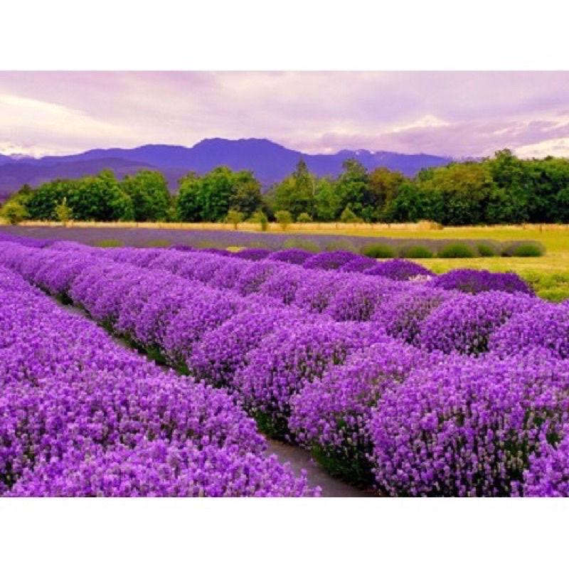 Hạt Giống Hoa Oải Hương 4 mùa ( Lavender) nhập khẩu