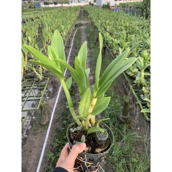 Lan Denro nắng bà liễu xưa