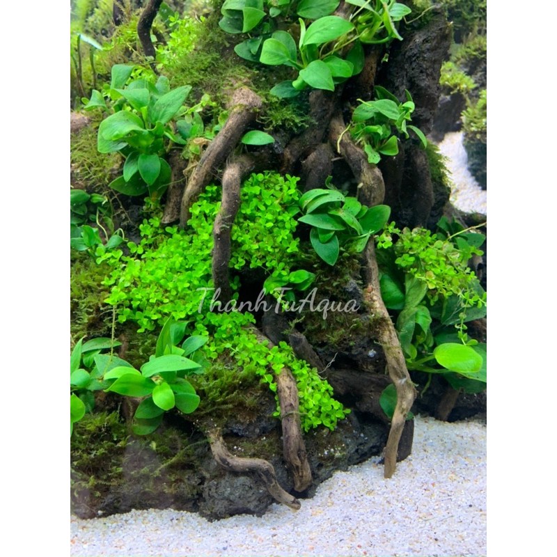 Cây thuỷ sinh-khuyến mại mùa covit