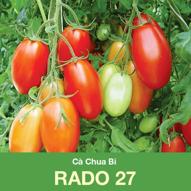 Hạt Giống Cà Chua Bi Lai 27 (0.1gr)
