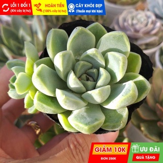 Sen đá sao băng, đã thuần khí hậu nóng, khoẻ đẹp, hoàn tiền khi cây bị hư hoặc lỗi