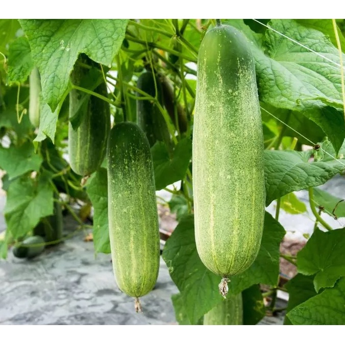 HẠT DƯA LEO F1-301, DƯA CHUỘT - GÓI 1 GRAM