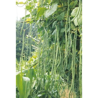 Hạt Giống Đậu Đũa - 10 Gram Hạt / Gói