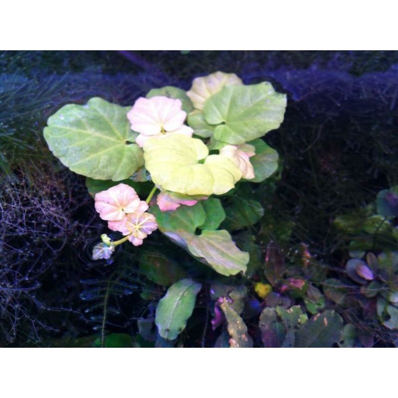 Cây rau má var thủy sinh | cây thủy sinh trung cảnh